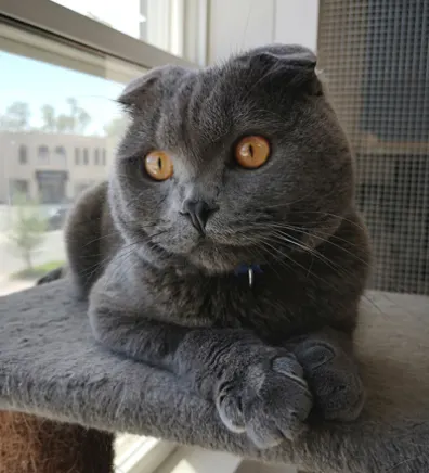 Blue, a gray cat